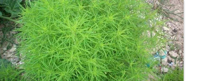 扫帚菜哪个季节种植 扫帚菜哪个季节种植