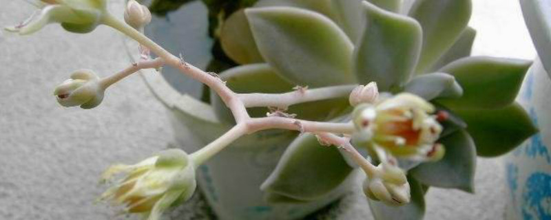 石莲花开花季节 石莲花开花季节