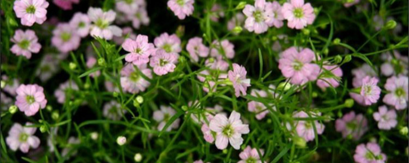 满天星植物什么季节种 满天星植物什么季节种