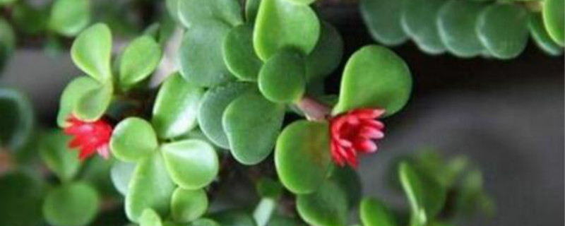 金枝玉叶是什么季节开花的 金枝玉叶是什么季节开花的