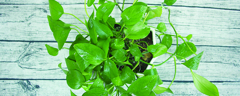 秋冬季节绿萝的养护 秋冬季节绿萝的养护