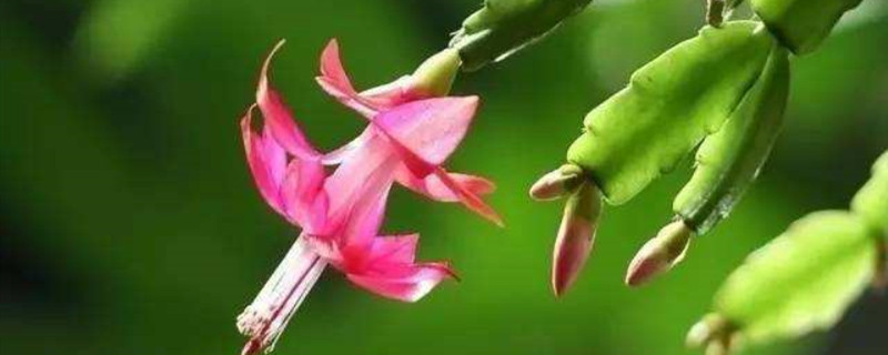 蟹爪兰开花季节 蟹爪兰开花季节