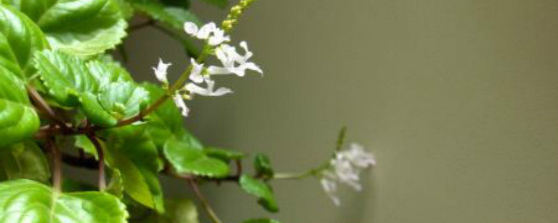 瑞典常春藤啥季节开花 瑞典常春藤啥季节开花