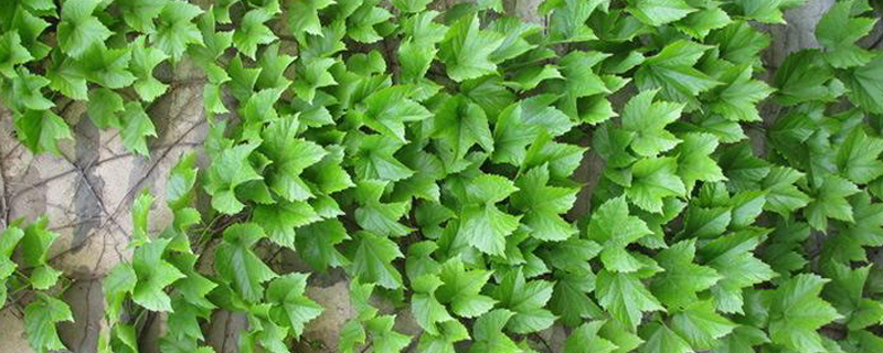 爬山虎什么季节种 爬山虎什么季节种