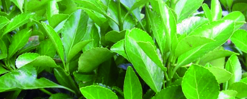 冬青树开花季节 冬青树开花季节