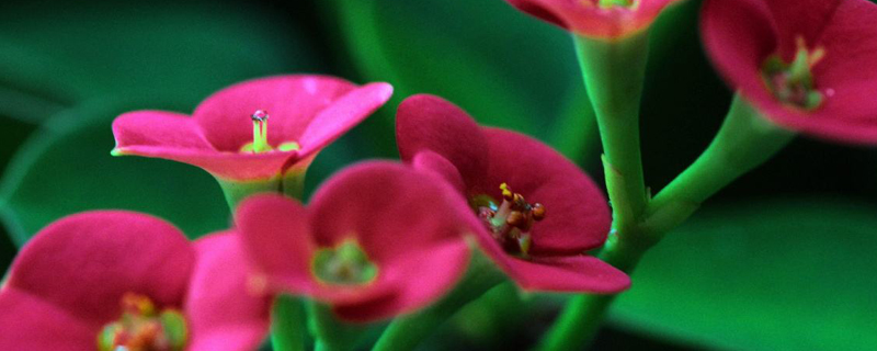 铁海棠花什么季节开花 铁海棠花什么季节开花