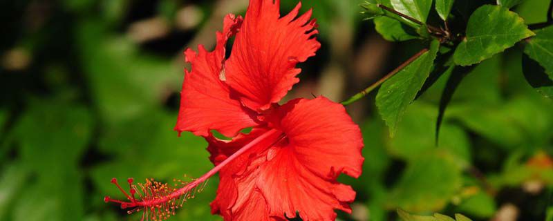 扶桑花什么季节嫁接好 扶桑花什么季节嫁接好