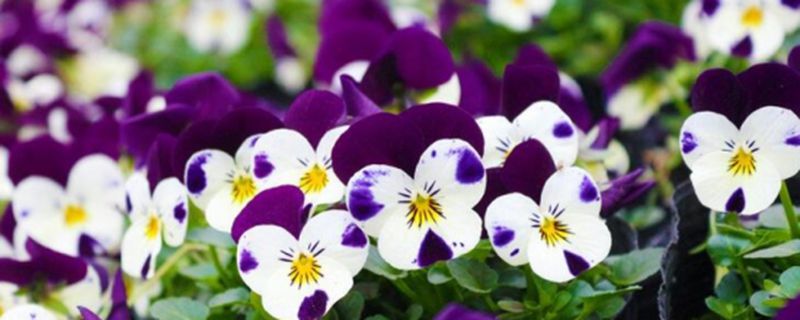 三色堇种植季节 三色堇种植季节