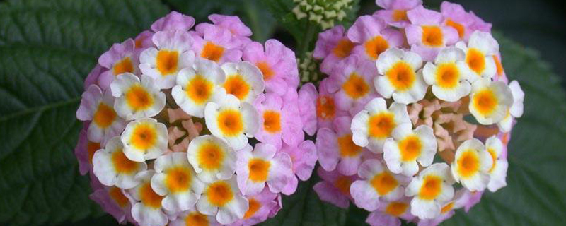 五色梅是什么季节开花 五色梅是什么季节开花