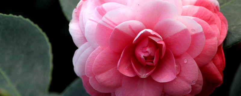 茶花什么季节栽培 茶花什么季节栽培