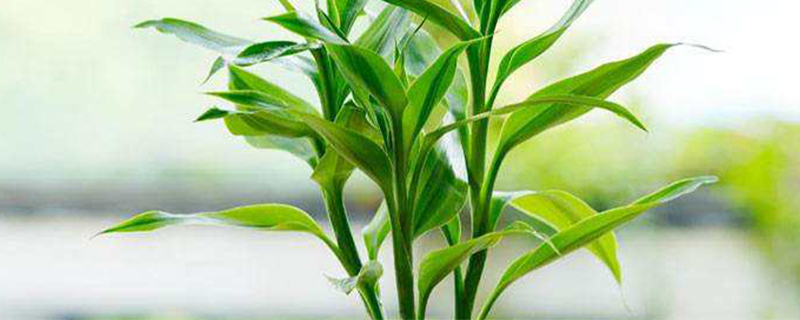 什么季节养富贵竹好 什么季节养富贵竹好