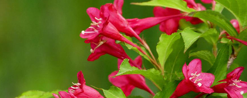锦带花什么季节开花 锦带花什么季节开花