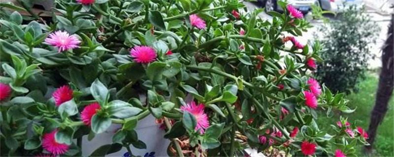 牡丹吊兰移植什么季节成活率高 牡丹吊兰移植什么季节成活率高
