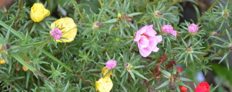 半枝莲是什么季节开 半枝莲是什么季节开