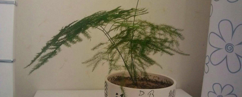 文竹的花什么季节开 文竹的花什么季节开