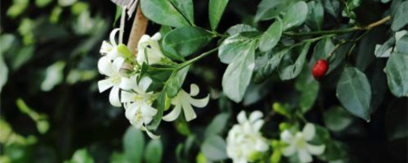 九里香移植季节 九里香移植季节