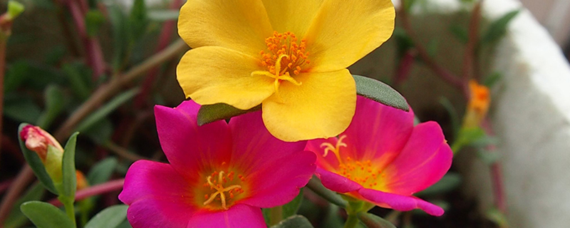 太阳花种植季节