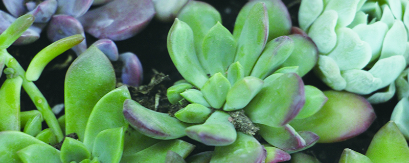 多肉植物什么季节分盆 多肉植物什么季节分盆