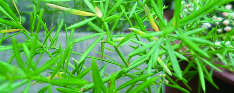 天冬什么季节种植 天冬什么季节种植