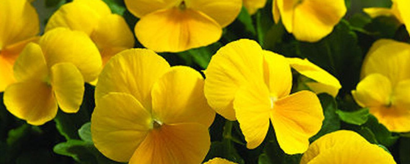 角堇播种季节 角堇播种季节