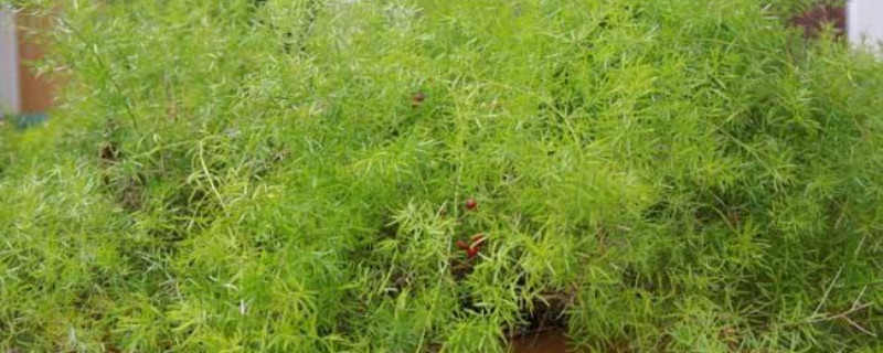 天门冬什么季节栽好 天门冬什么季节栽好