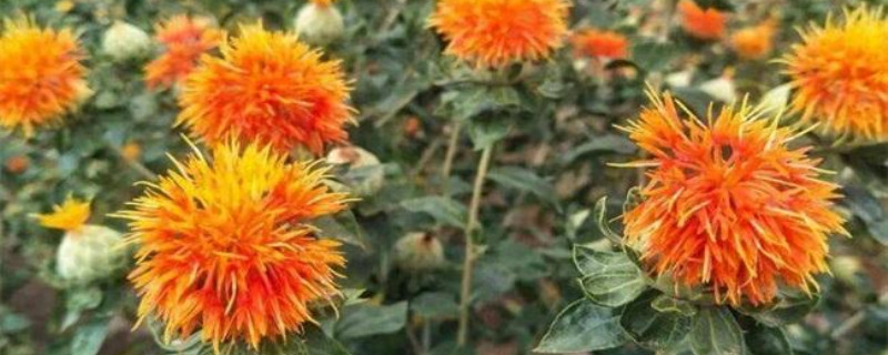 红花什么季节开花 红花什么季节开花