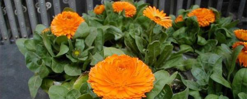 金盏菊什么季节开花 金盏菊什么季节开花