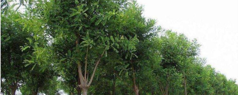国槐的移栽季节 国槐的移栽季节