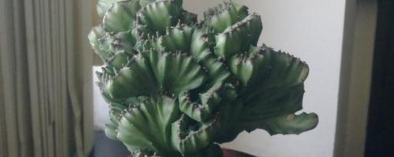 植物麒麟什么季节换盆 植物麒麟什么季节换盆