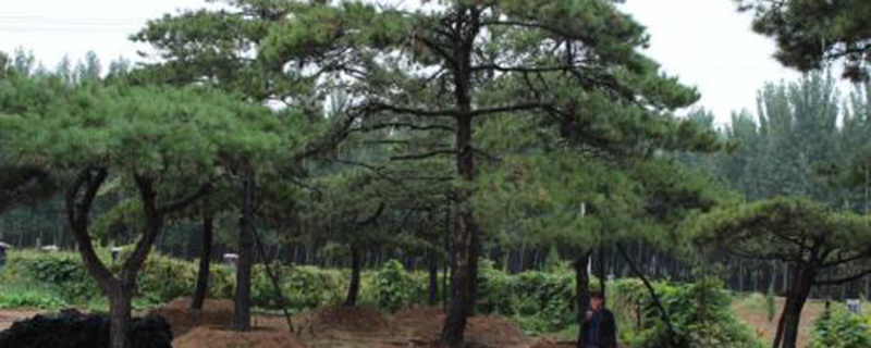 油松什么季节栽种 油松什么季节栽种