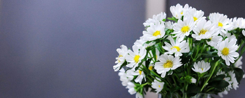 什么时候是种花的季节 什么时候是种花的季节