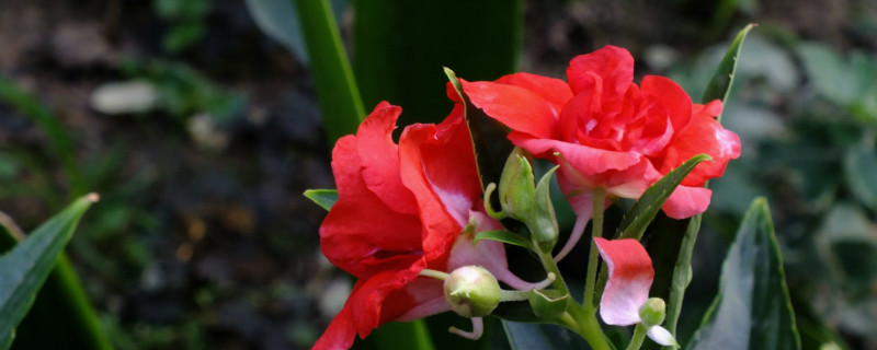 凤仙花是什么季节开 凤仙花是什么季节开