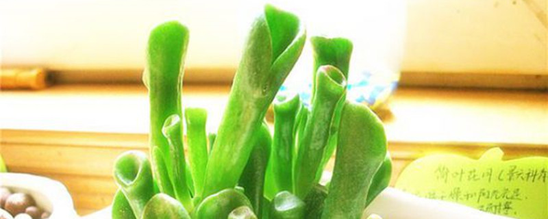 筒叶花月浇水方法