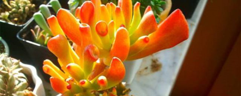 筒叶花月修剪方法 筒叶花月修剪方法