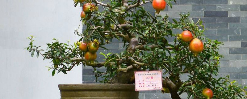 石榴盆景什么季节修剪 石榴盆景什么季节修剪