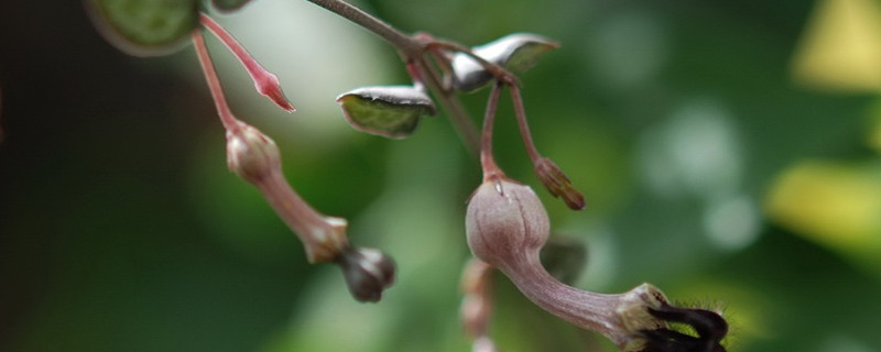爱之蔓什么季节繁殖 爱之蔓什么季节繁殖