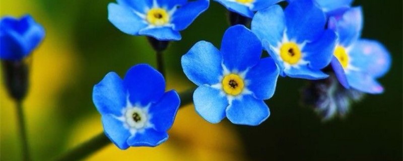 勿忘我在什么季节种植 勿忘我在什么季节种植