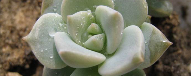 多肉换盆季节 多肉换盆季节