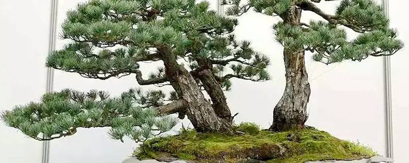 五针松施肥季节 五针松施肥季节