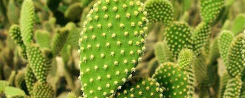 黄毛掌什么季节开花 黄毛掌什么季节开花