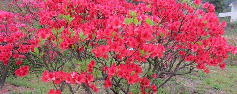 映山红种植季节 映山红种植季节