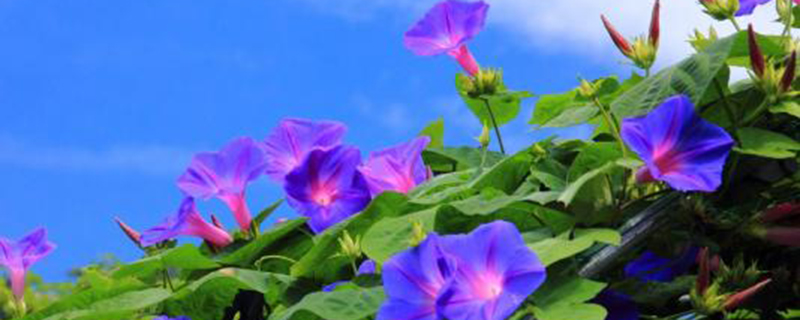 牵牛花开放季节 牵牛花开放季节