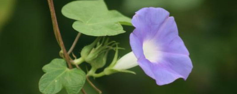 牵牛花是什么季节种的 牵牛花是什么季节种的