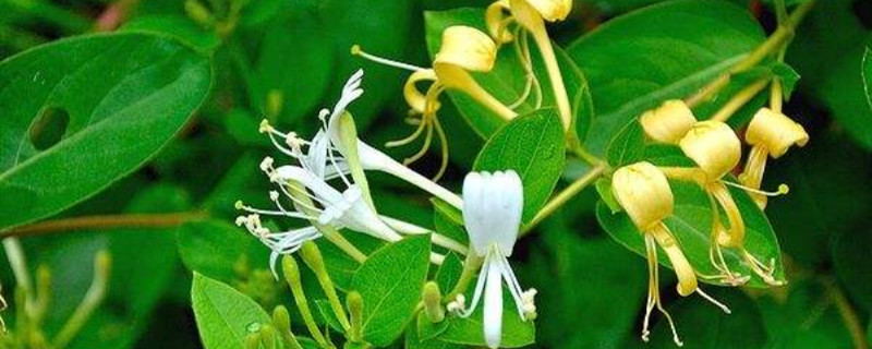 金银花移栽季节 金银花移栽季节