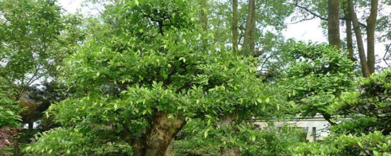 榆树什么季节修剪 榆树什么季节修剪