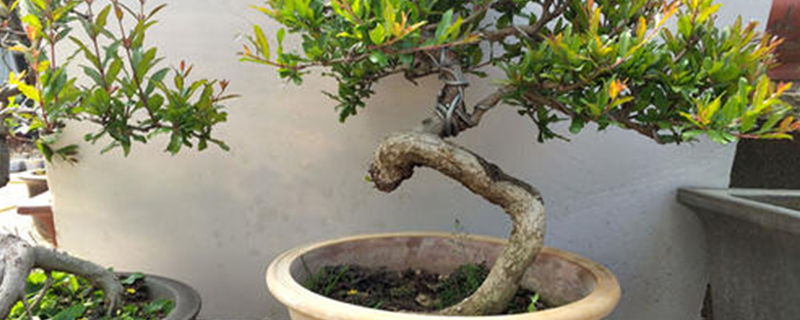 石榴盆景换盆季节 石榴盆景换盆季节