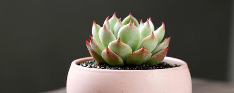多肉吉娃莲开花季节 多肉吉娃莲开花季节