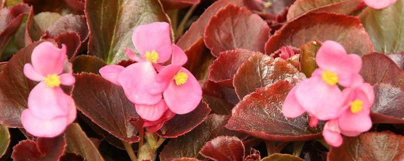 海棠什么季节移栽 海棠什么季节移栽