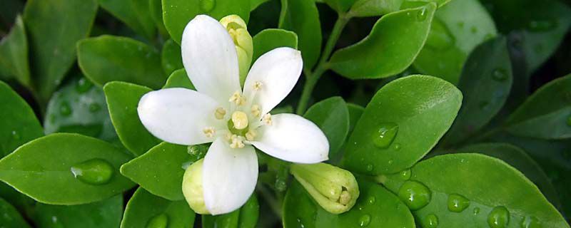 九里香什么季节开花 九里香什么季节开花