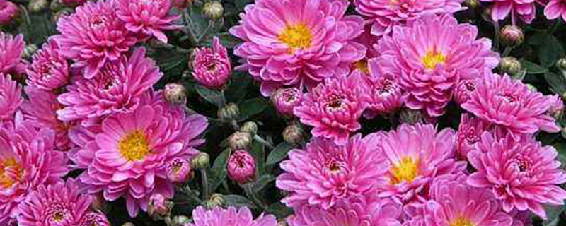 翠菊什么季节开花 翠菊什么季节开花